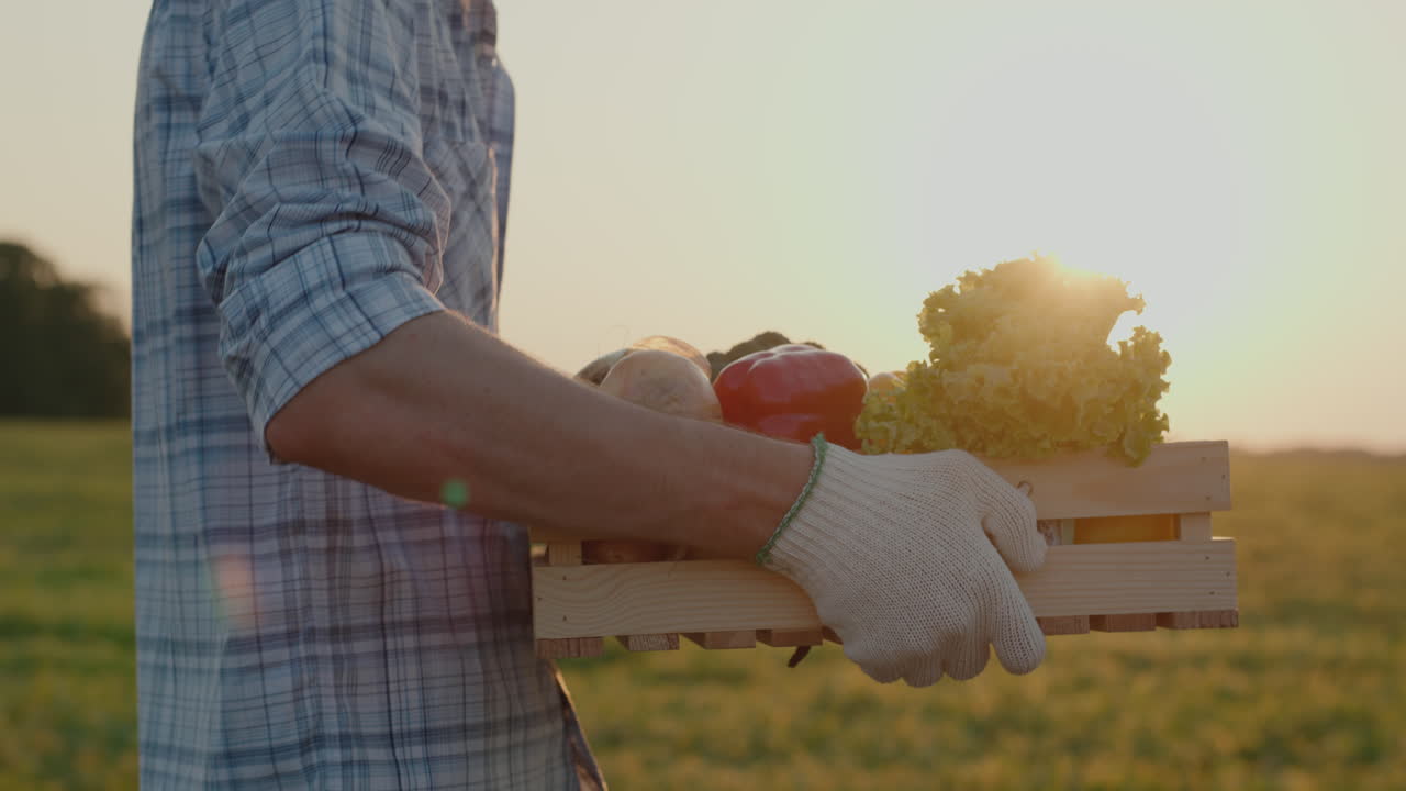농부는 자신의 분야에서 신선한 야채 상자를 운반