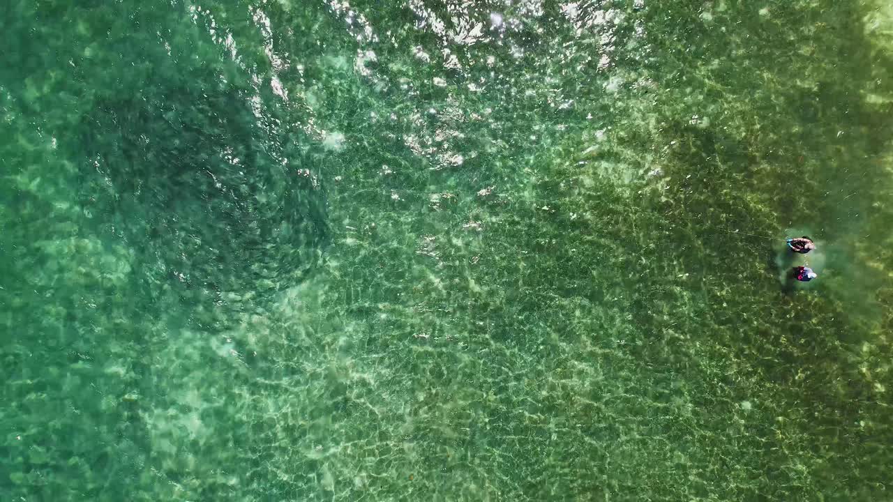 깨 ⁇ 한 열대 녹색 물에서  ⁇ 어리를 잡기 위해 날아다니는  ⁇ 시 ⁇ , 공중에서 위에서 아래로