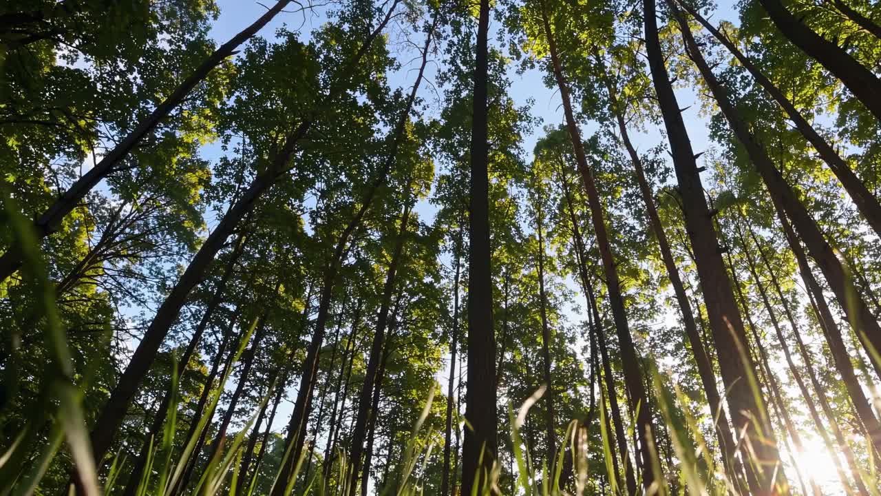 Um vídeo sereno de uma floresta captura árvores altas a partir de uma perspectiva de ângulo baixo, enfatizando sua altura