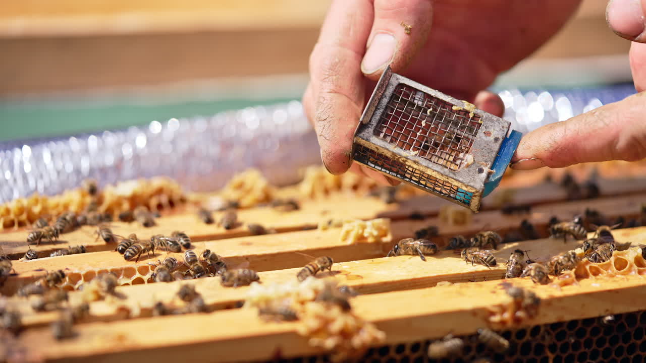 Male hand pulls a tiny metal cage from a beehive. Beekeeper joins a bee-queen to a bee family. Close up.