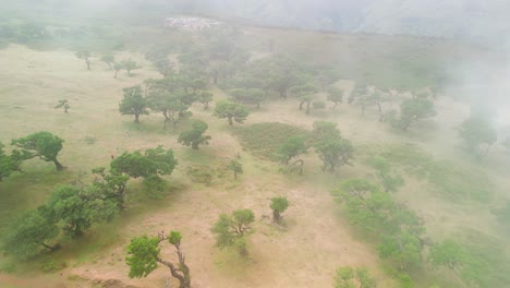 light fog covering over the fanel forest in aerial shoot of the landscape