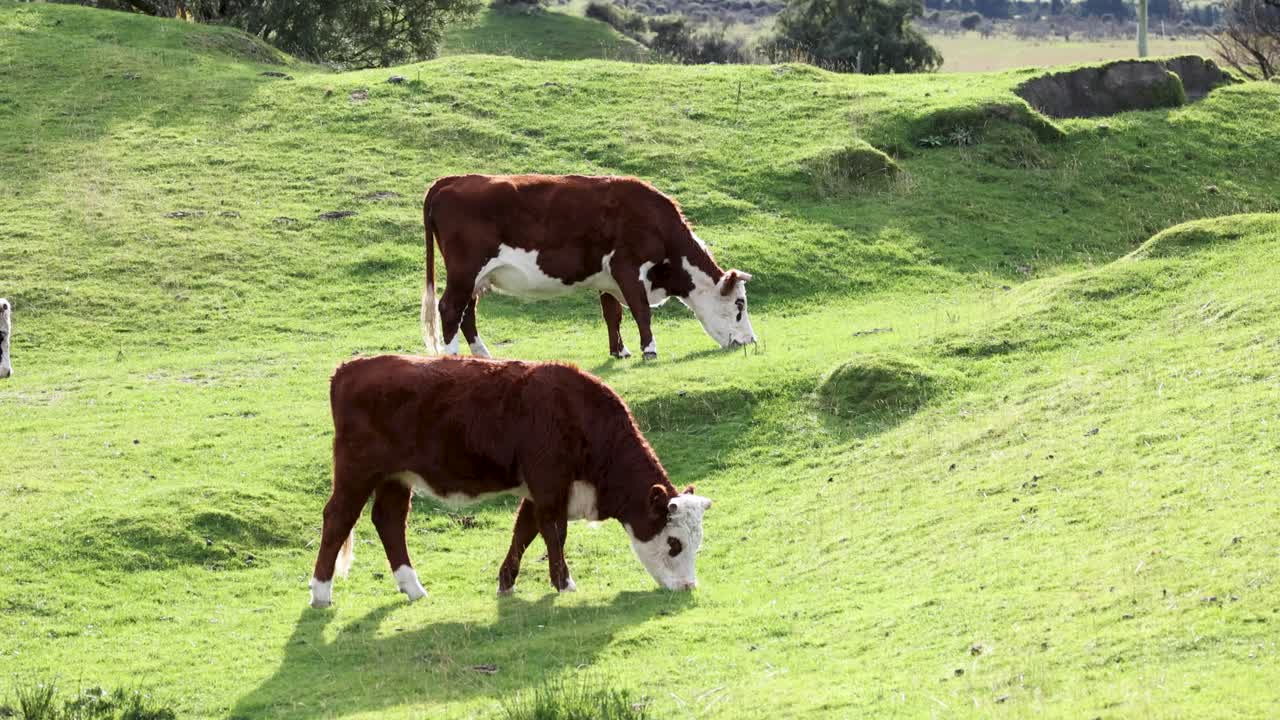 Hereford cattle graze peacefully on a vibrant green hillside in Kinloch, New Zealand, under natural daylight, creating a serene rural scene