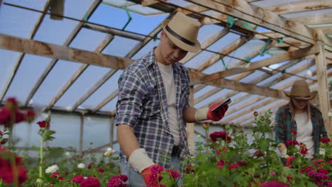 Two-happy-farmers-working-in-a-greenhouse-with-flowers-using-tablet-computers-to-monitor-and-record-crops-for-buyers-and-suppliers-of-flowers-to-shops-a-small-business-and-colleagues-working-together.