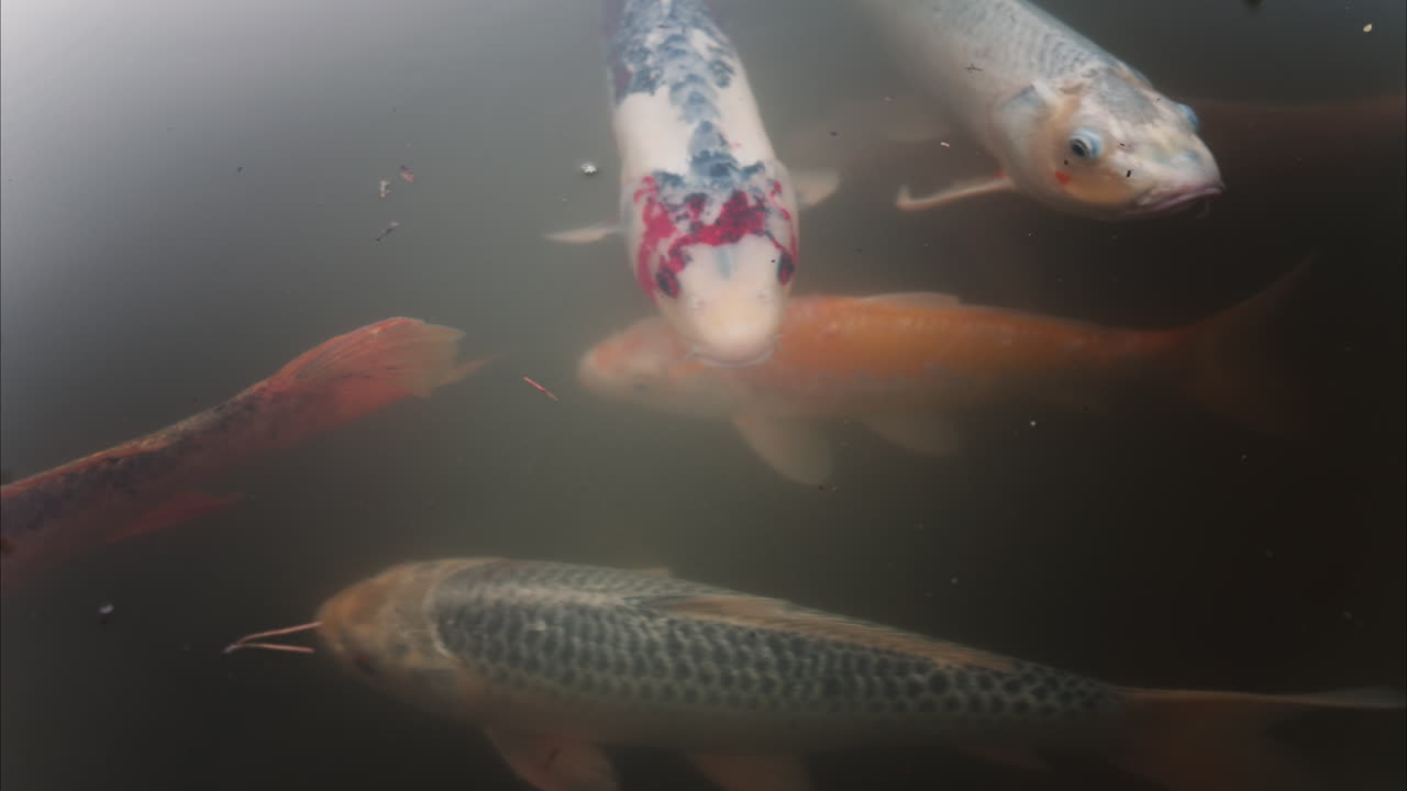 Multiple Koi fish swimming in the pond of the Princess Grace Japanese Garden City park in Monaco
