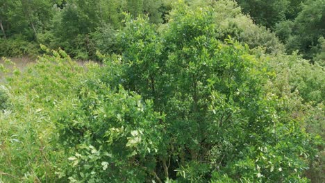 lush green trees and a meandering stream seen from above, evoking tranquility