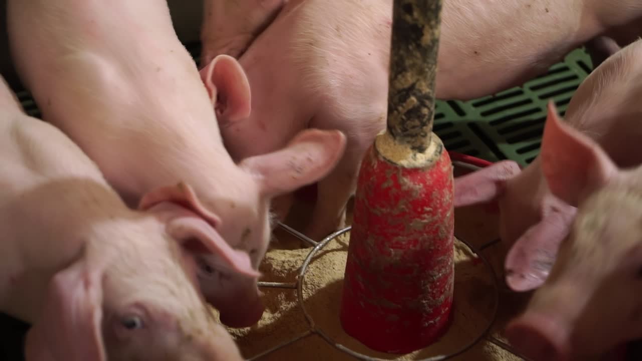 Piglets feeding together in enclosure