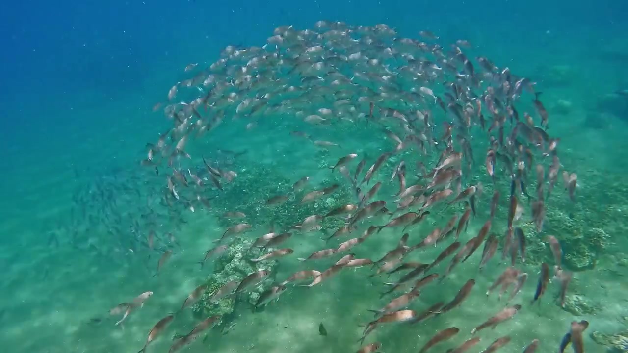 Banco di carangidi dagli occhi grandi (Caranx sexfasciatus) che nuota in un vortice sopra una barriera corallina nel mare blu cristallino. Dauin, Filippine