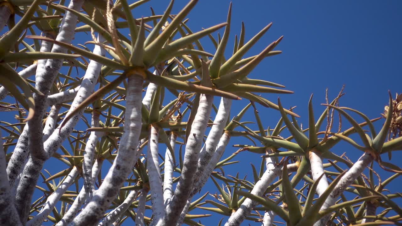 panorámica en cámara lenta del árbol de aloe de namibia con un cielo azul claro en el fondo