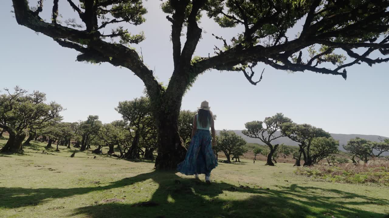 Woman walks beneath wide laurel tree in Fanal Forest surrounded by soft light and ancient greenery in Madeira Portugal