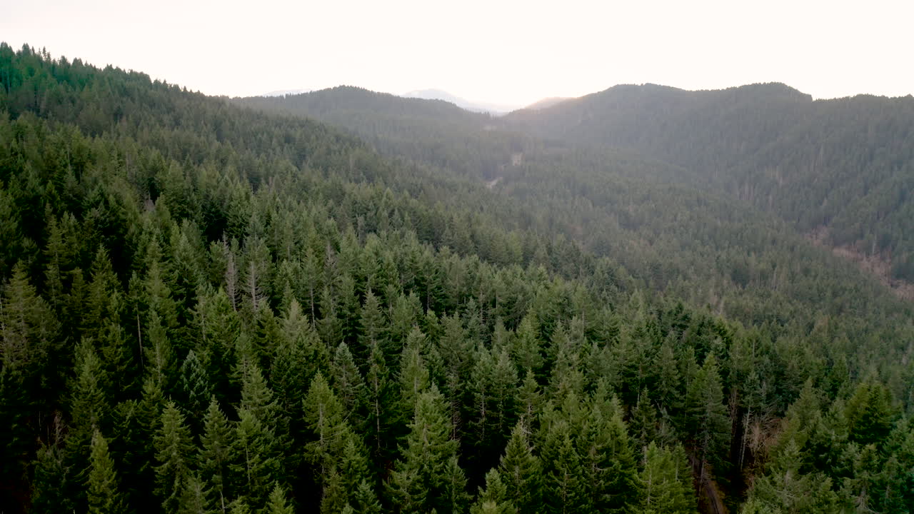 Vista aerea di una vasta foresta di conifere che copre colline ondulate