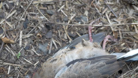 Hormigas-Y-Moscas-Sobre-Un-Cadáver-De-Pájaro-Tirado-En-El-Suelo