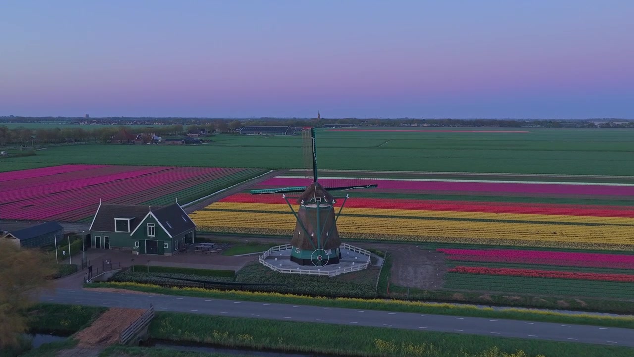 Mulino a vento olandese tra campi di tulipani colorati al tramonto