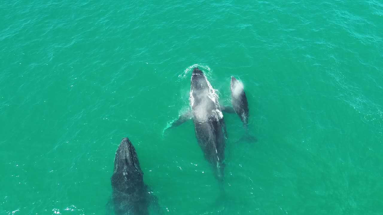 A captivating aerial shot of three whales surfacing in the waters of Noosa National Park, Queensland, showcasing their majestic movement.