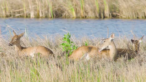 white-tailed-deer-mammal-family-sitting-and-relaxing-while-grooming-and-licking