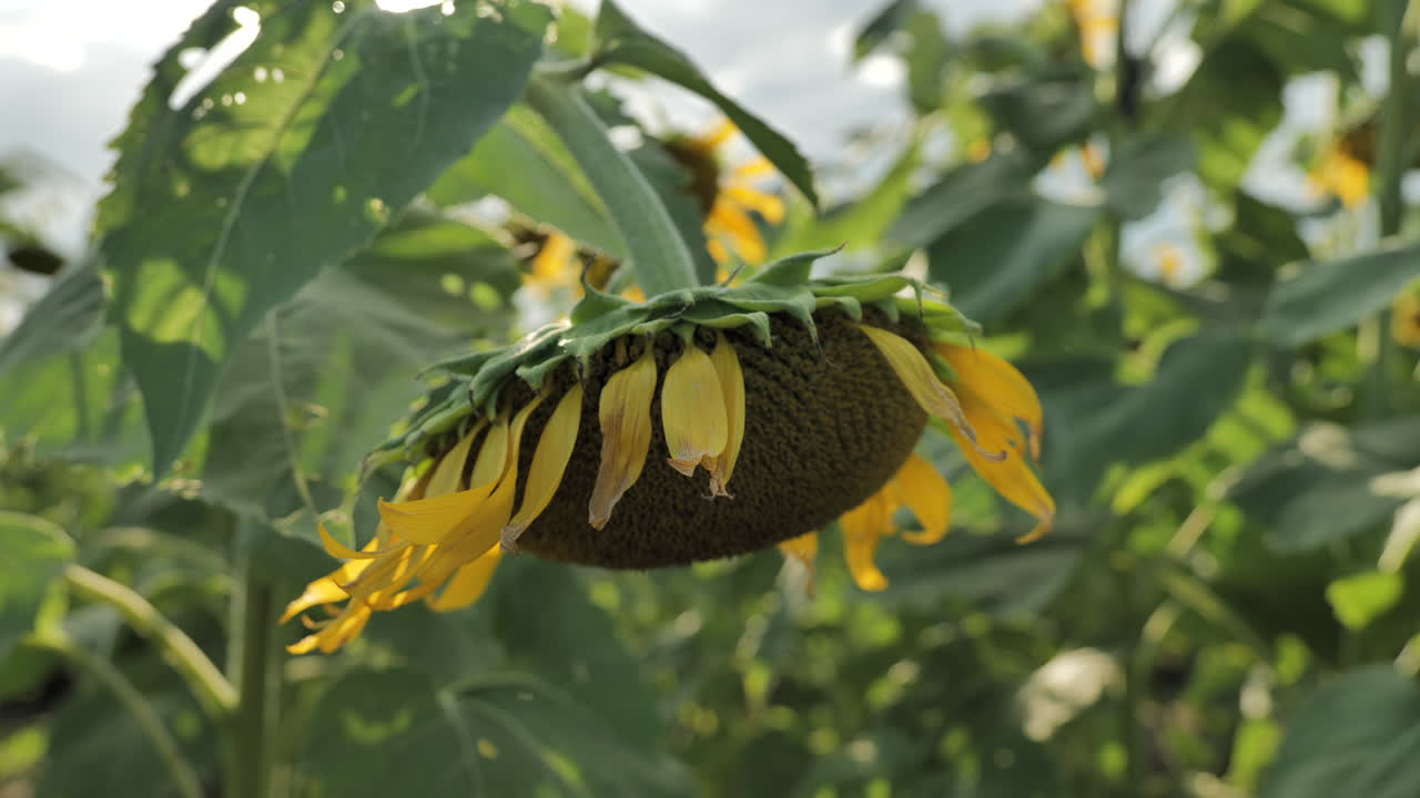подсолнух с солнцем на заднем плане. статично, сломо