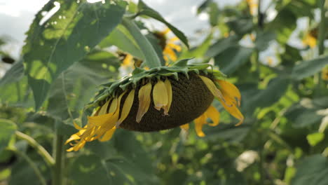 Sonnenblume-Mit-Sonne-Im-Hintergrund.-Statisch,-Zeitlupe