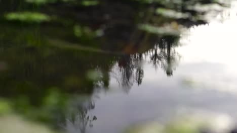 Gezeitenbecken-Am-Inselstrand,-Das-Alten-Wald-Widerspiegelt