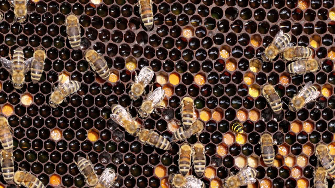 Honey Bees working on honeycomb close-up shot. Bees are best known to humans for their ecological roles as pollinators