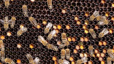 honey bees working on honeycomb close-up shot. bees are best known to humans for their ecological roles as pollinators