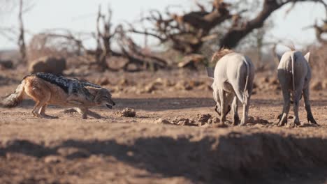 a black-backed jackal displays submissive behavior as it cautiously approaches a sounder of warthogs, mashatu game reserve