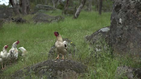 Pollo-Salvaje-De-Pie-Sobre-Una-Roca-Con-Gallos-Saludables-De-Granja-En-El-Patio-Trasero