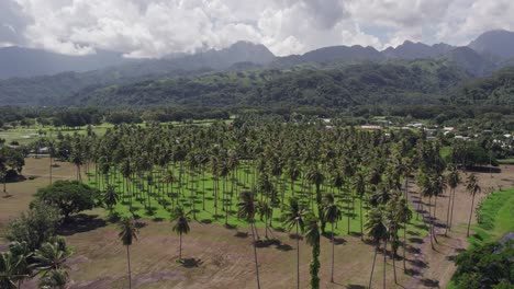 ariel view of tahitian coconut palm tree grove and rugged mountains in the distance