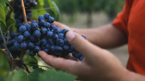 Granjero-Mirando-Sus-Uvas