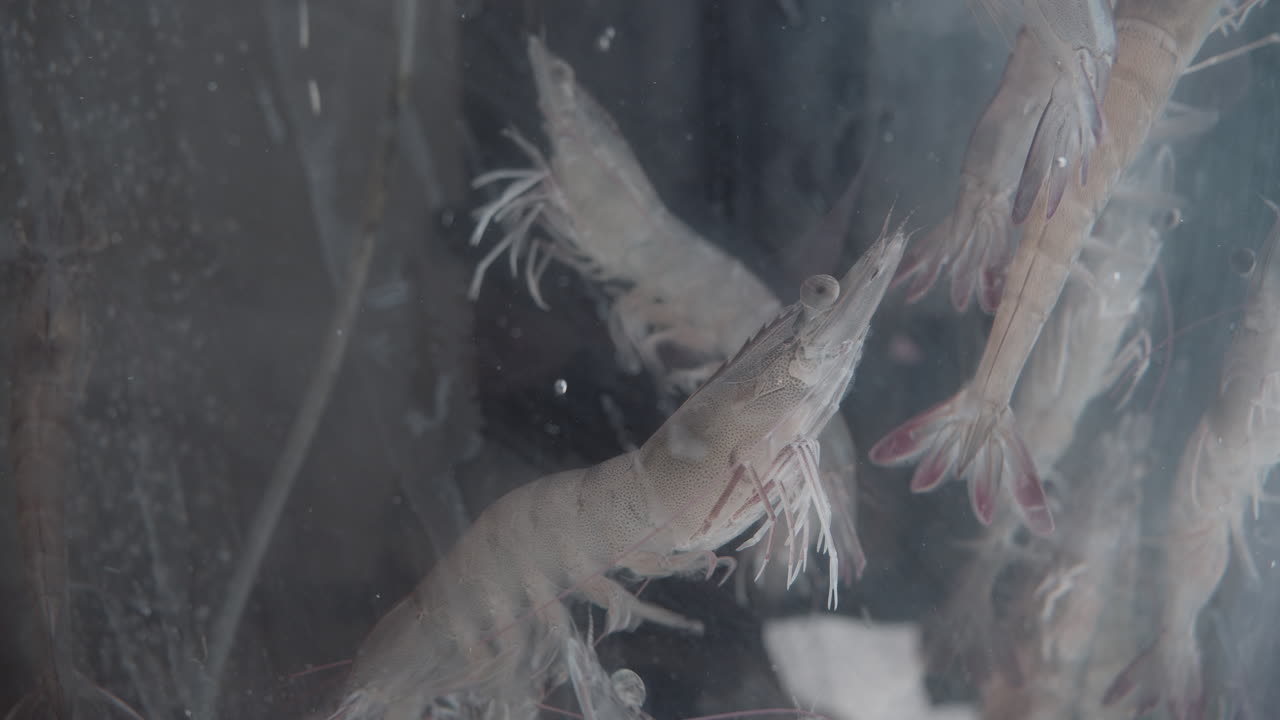 Shrimps isolated in an aquarium waiting to get cooked in an asian restaurant