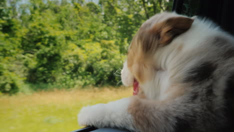 un cachorro mira por la ventana de un automóvil una vista interior de un automóvil que viaja rápido