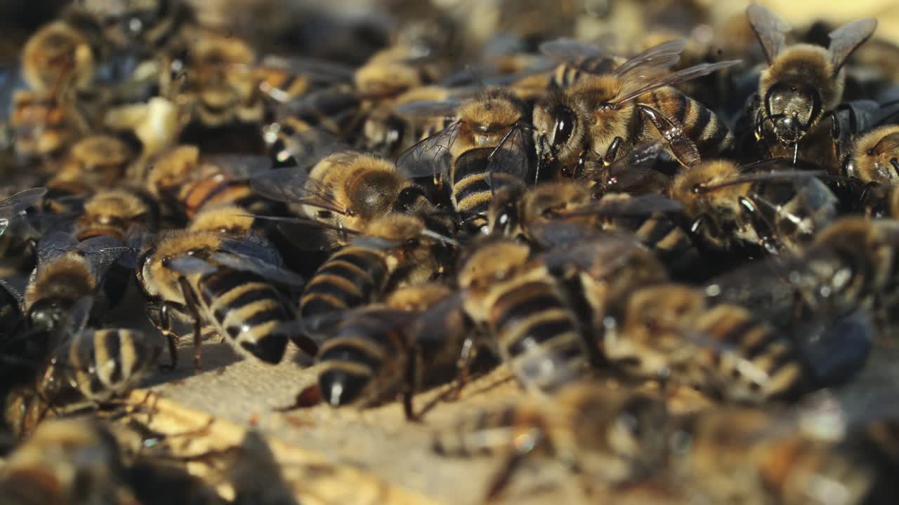 Close up view of the working bees on honey cells. Working bees on honeycomb. Bees on honeycombs