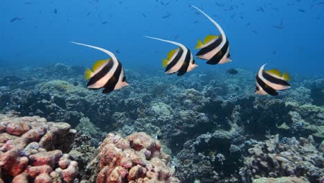 hermoso pez estandarte en agua azul clara en un arrecife de coral tropical en el atolón de fakarava, polinesia francesa