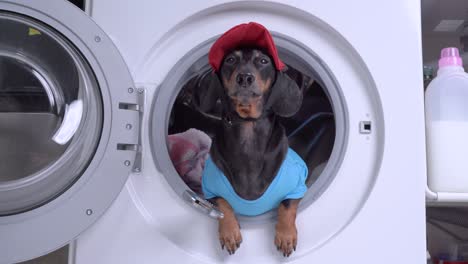 dachshund dog in a plumbing suit, a red hat and a blue t-shirt, sits inside the washing machine to fix it, holds a wrench in his paw, barks and looks around.