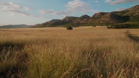 walking slowly through tall grass towards distant tree in a mountain scenery