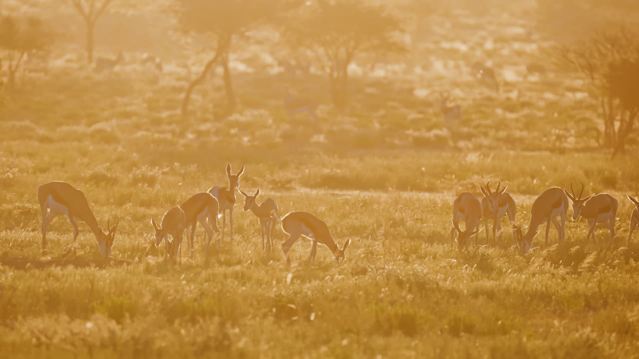 Springboks in the golden light of sunrise