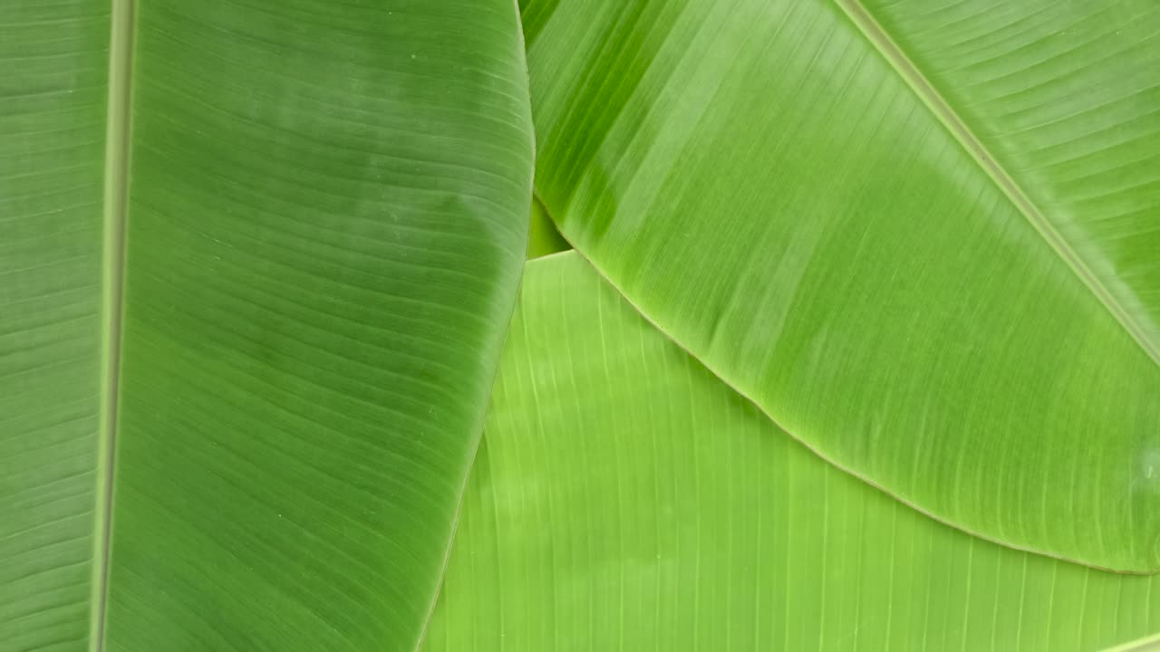 Rotate shot of green banana leaves surface