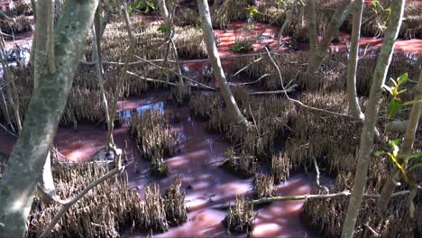 Queensland-Boondall-Wetlands-Reserve,-Mangrove-wetlands-turned-pink-hue-due-to-natural-algal-blooming-during-the-dry-season,-influenced-by-warm-temperatures,-increased-salinity,-and-low-rainfall