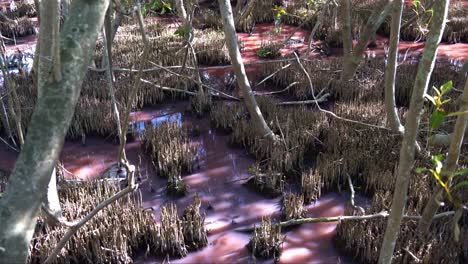 queensland boondall wetlands reserve, mangrove wetlands turned pink hue due to natural algal blooming during the dry season, influenced by warm temperatures, increased salinity, and low rainfall