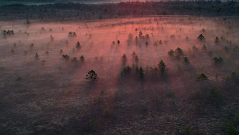 Long-shadows-in-golden-sunrise-fog-rising-over-forest-moor,-flyover