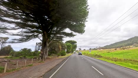 a serene drive through lush landscapes and towering trees on great ocean road, captured in natural daylight