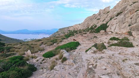 mallorca mountain scenery, goat wildlife grazing, rugged rocky habitat