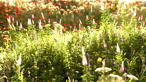 Feld-Mit-Blumen-Während-Des-Sommersonnenuntergangs