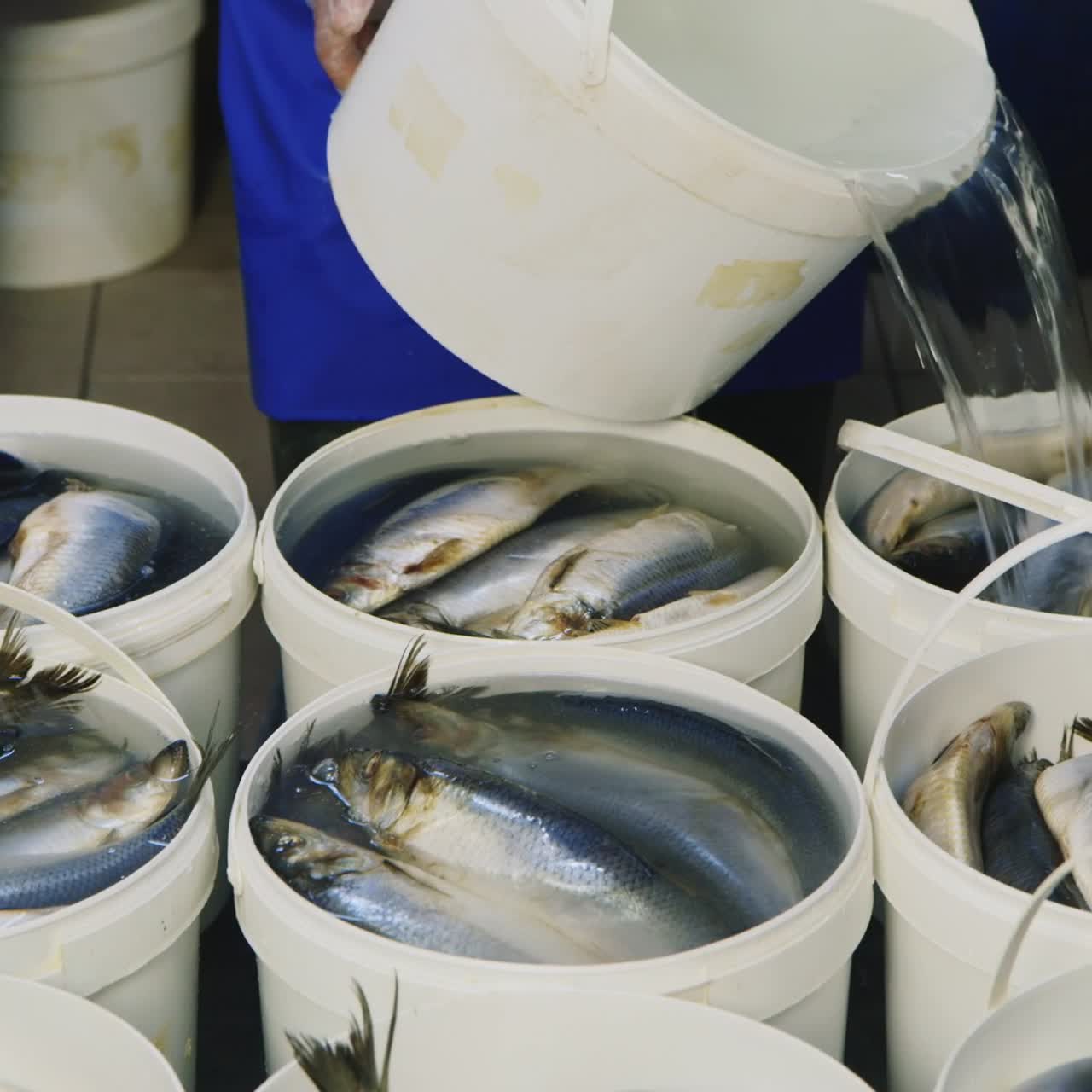 cubos de arenque se vierten con agua salada