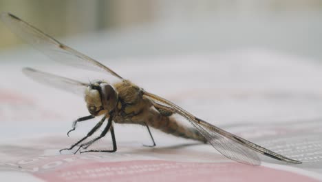 Wide-shot-of-a-two-spotted-dragonfly-sitting-on-a-table