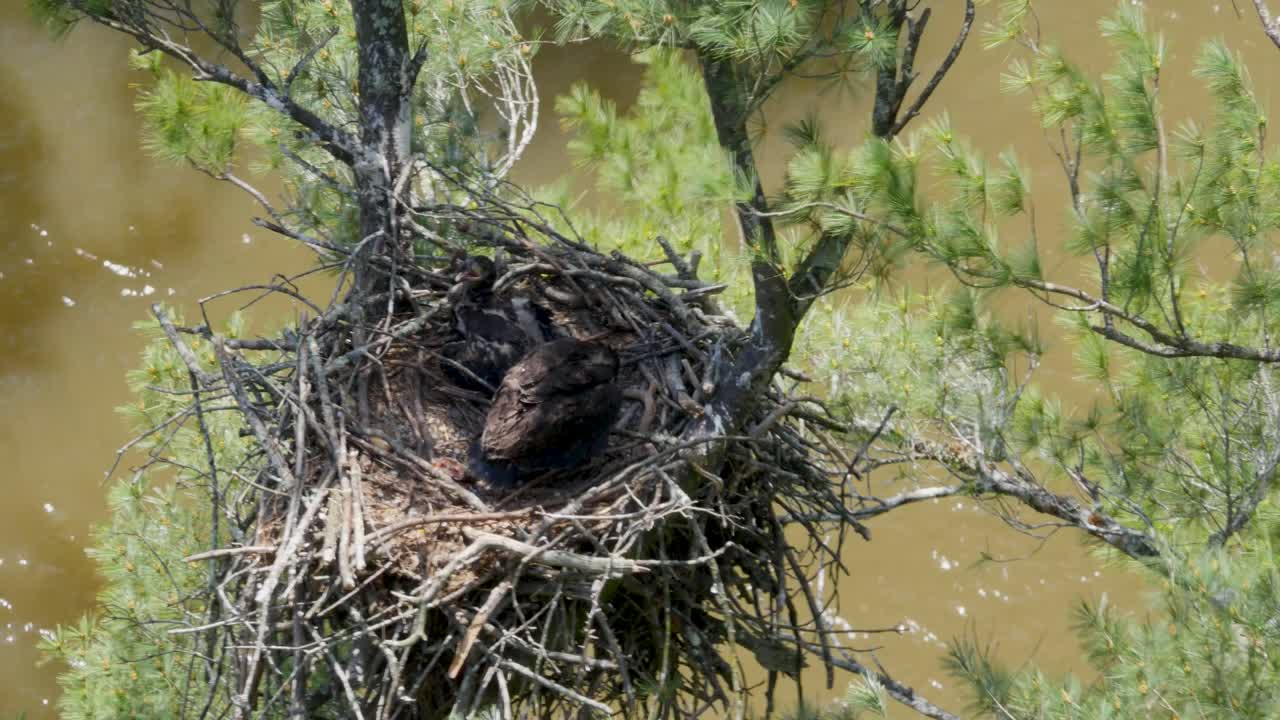 Eagle Nest in a Tree