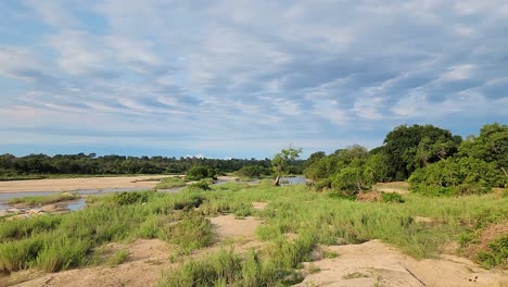 Distant-bush-elephant-wandering-through-Kruger-national-park-savannah,-South-Africa-conservation-grassland