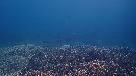 A-stunning-coral-reef-at-Melissas-Garden---a-residential-blacktip-shark-swimming-past-the-camera