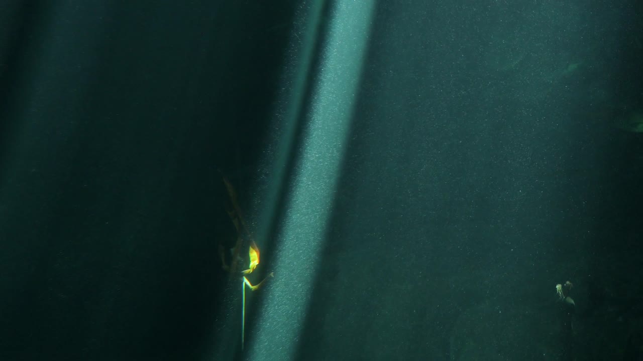 상어와 물고기는 홍콩의 놀이공원과 동물 테마파크 오션파크에 있는 상어 수족관에서 햇빛을 헤엄칩니다.