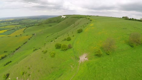 Antena-Sobre-Un-Caballo-Blanco-Gigante-Con-Campos-Agrícolas-En-Primer-Plano-En-Westbury,-Inglaterra