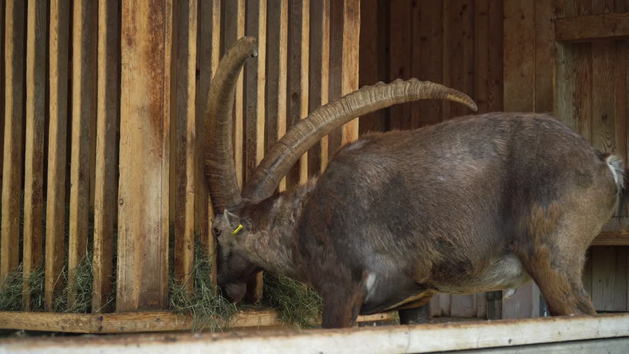 Alpine Ibex Eating Hay in a Wooden Enclosure