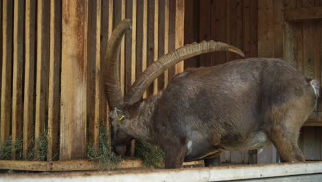 alpine ibex eating hay in a wooden enclosure